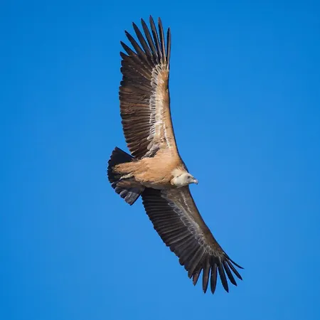 Sardegnaexplora - Sa Lumenera Ginepro * Magomadas